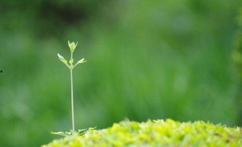春春草在线观看,在线观看,探寻青春的绿色篇章 第1张 春春草在线观看,在线观看,探寻青春的绿色篇章 第1张
