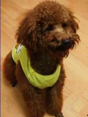 爆料泰迪是谁说的话啊视频,揭秘“爆料泰迪是谁”视频背后的真相与争议 第2张 爆料泰迪是谁说的话啊视频,揭秘“爆料泰迪是谁”视频背后的真相与争议 第2张